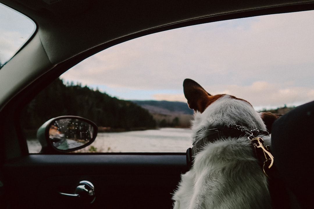 How to Travel with Pets: A Complete Guide for Stress-Free Trips